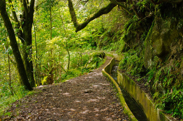 istock Levada da Portela, Madeira, Portugal 959982486