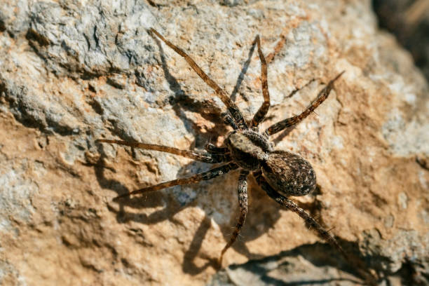 istock Closeup of a spider. 959986580
