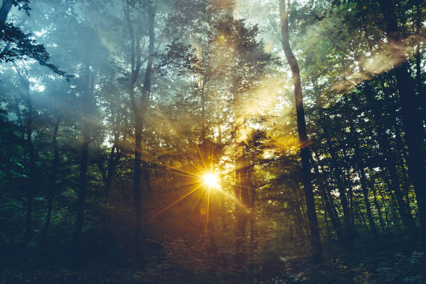 istock Morning Sunlight Rays Makes Way Through The Threes Leaves And Mist. Nature Landscape 959989618