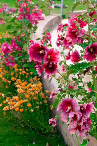 beautiful pink and orange flowers isolated in sunny day, blue sky, green grass. Flower decoration