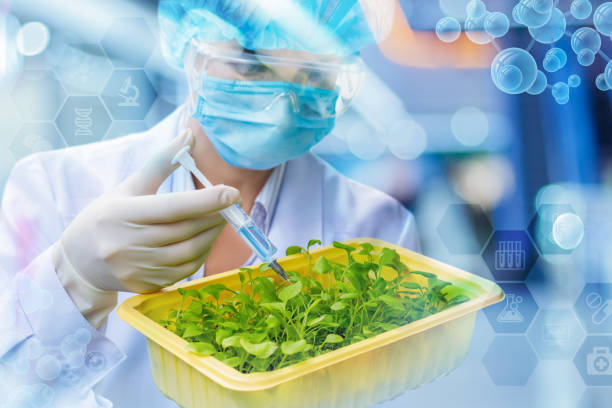 istock Researcher works with samples of plants . 959990382