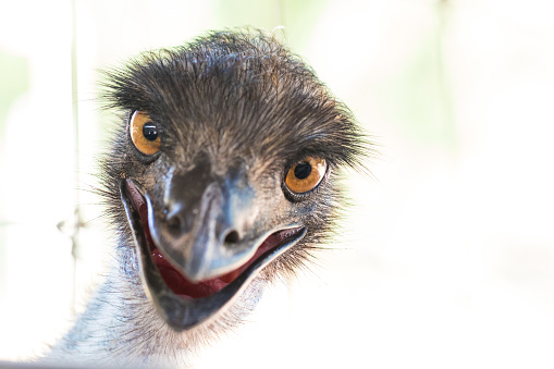 Emu head wiith white background