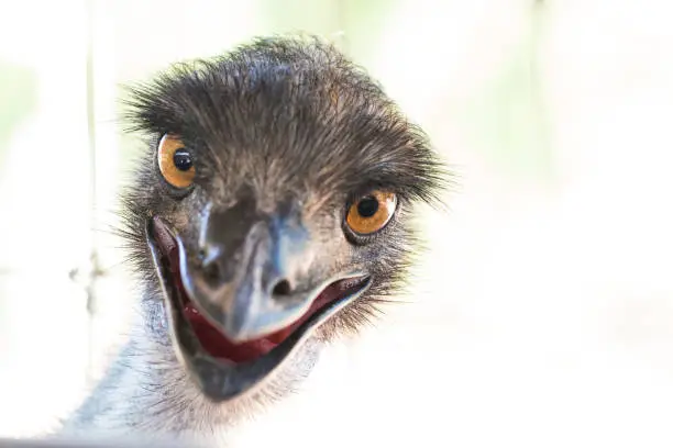 Photo of Emu chick