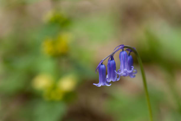 native english bluebell - common harebell imagens e fotografias de stock