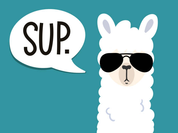 ilustrações, clipart, desenhos animados e ícones de cartaz de lhama com inscrição "sup" significa "o que está acontecendo". cabeça de alpaca simples com óculos escuros sobre fundo azul. ilustração vetorial com lhama para pôster, caso, têxteis, convite etc. - meme