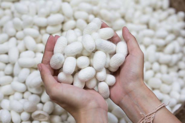 istock woman hand holding white silk cocoon 959993982