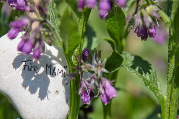 For Mum - Mother's Day Part of a Flower steam in front of the out-of-fokus background Text message on a stone while evening sun mothers day horizontal close up flower head stock pictures, royalty-free photos & images