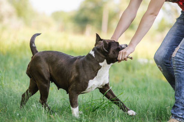 istock Woman and dog at retrieving stick game in fall park on dirt path 960000238