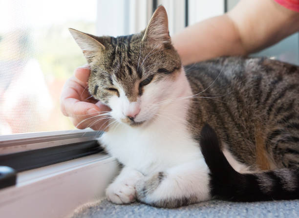 istock woman caress her cat 960000474