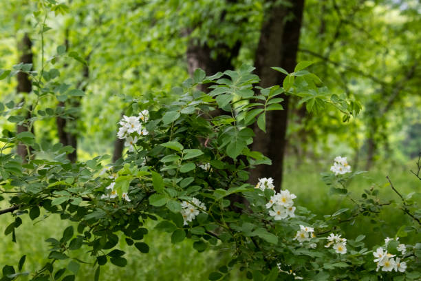 istock Wild blackberries blooming in the extremely green deep forest in early summer - blur background 960002000