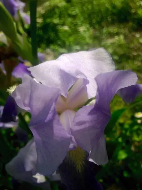 Petals have gradient from light to dark.