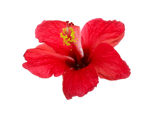 istock Bright large flower of red hibiscus isolated on white background 960004176