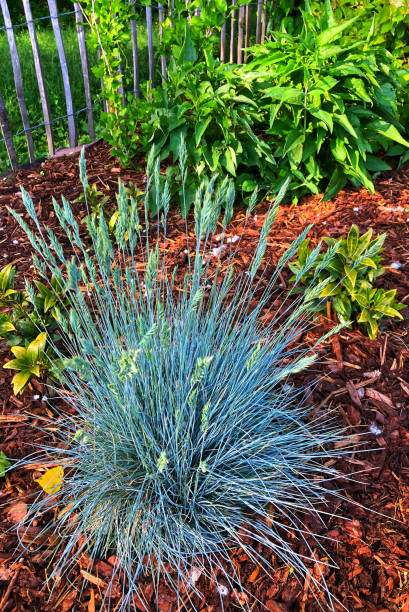 Festuca glauca Elijah Blue (  Blue Festue )  in the snow Close- up of this perennial plant in the border of the Backyard. festuca glauca stock pictures, royalty-free photos & images