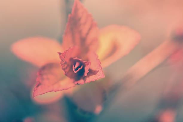 istock Spring leaves in pink color 960004616
