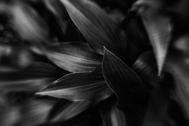 istock Monochrome abstract background.The texture of the host leaf is close-up, blurred, with a small depth of shalow. Modern art, can be used as a poster for interior design 960008158