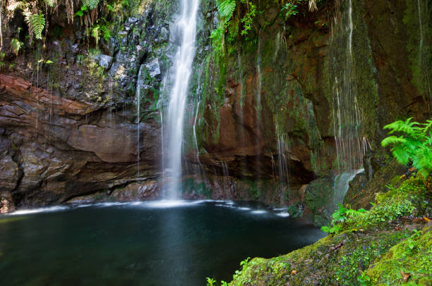 istock Stream and waterfall in the forest, Madeira, Portugal 960009214