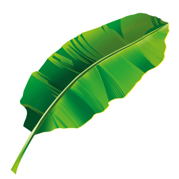 Banana Leaf Stock Illustration - Download Image Now - Banana Leaf, Vector,  Copy Space - iStock