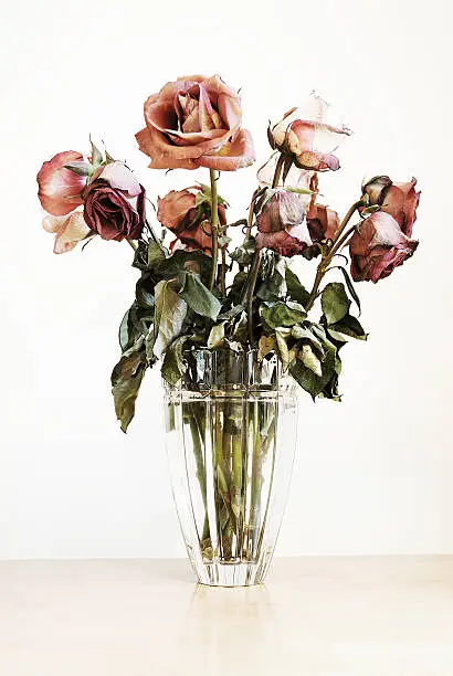 Photo of Roses