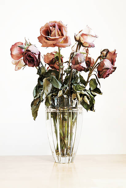 роз - dozen roses rose flower arrangement red стоковые фото и изображения