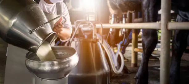 Photo of Farmer pouring raw milk into container with milking machine milking in dairy farm.