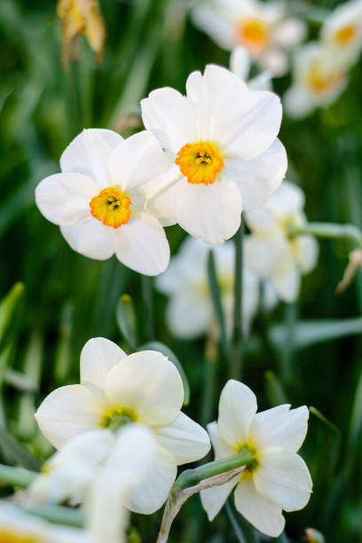 istock Beautiful white narcissus flowers meadow 960015594