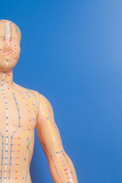 istock Medical acupuncture model of human 960016336