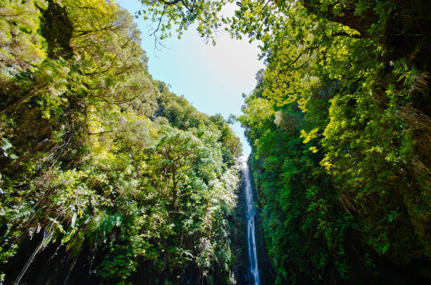 istock Waterfall and sky in the forest, Madeira, Portugal 960016620