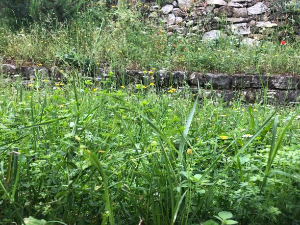 istock Closeup on uncultivated garden 960016678