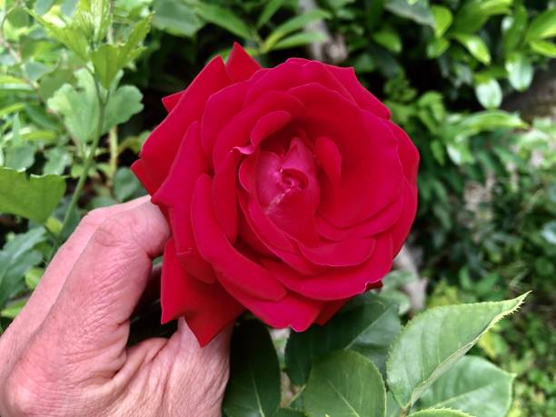 levando a flor rosa vermelha - close to moving up closed single flower - fotografias e filmes do acervo