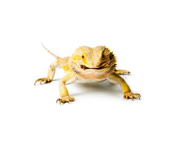 istock Agama. Bearded dragon is eating a worm, isolated on white background. 960017900
