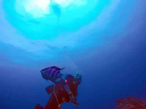 Fish swimming in front of a SCUBA diver off the coast of Nha Trang, Vietnam