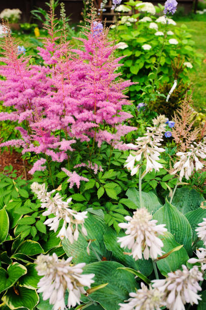 istock colorful blooming astilbe in summer garden in mixed border with hostas 960020278