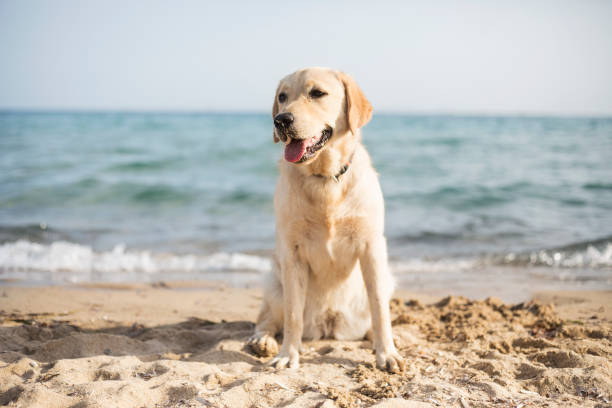 perro en la playa - labrador amarillo fotografías e imágenes de stock