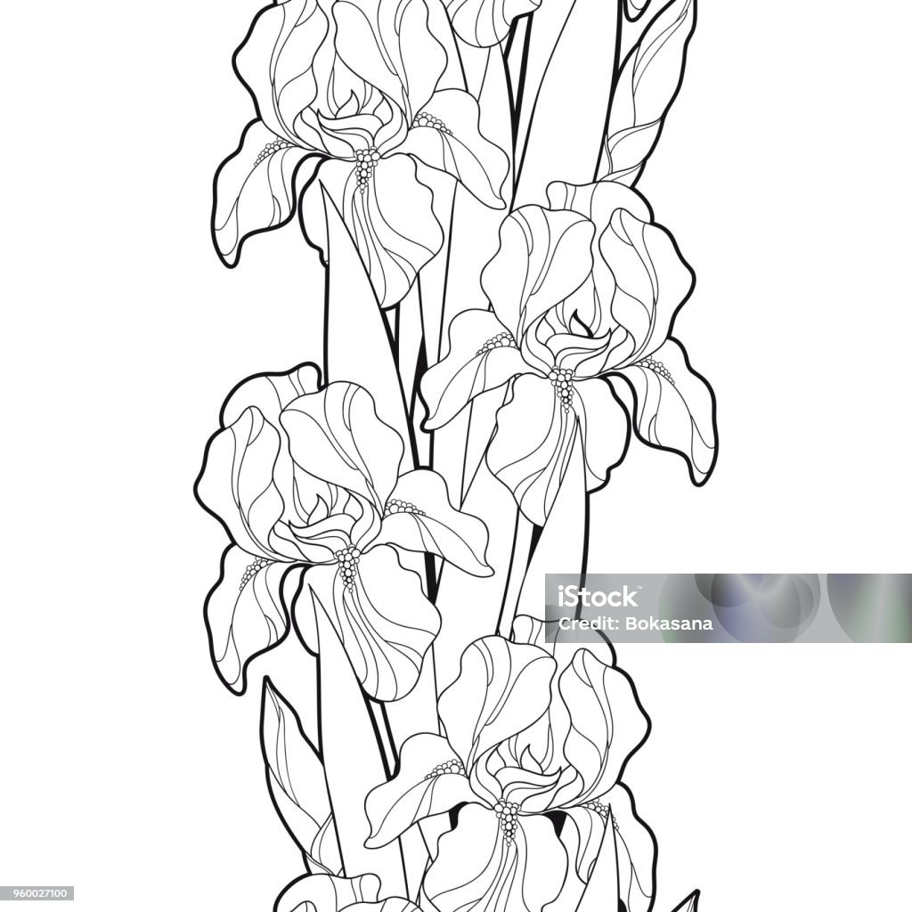 Vector seamless pattern with outline Iris flower, bud and leaf in black on the white background. Vector seamless pattern with outline Iris flower, bud and leaf in black on the white background. Floral background with ornate Iris in contour style for spring or summer design and coloring book. Backgrounds stock vector