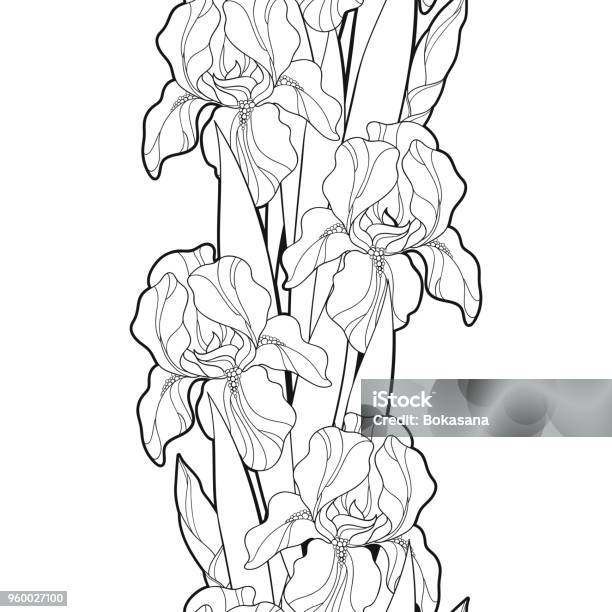 Vector Seamless Pattern With Outline Iris Flower Bud And Leaf In Black On The White Background Stock Illustration - Download Image Now