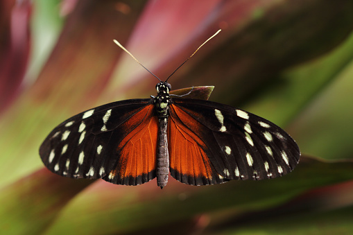 Close-up of tropical butterfly Dido Longwing on the green leaf. Photography of wildlife.