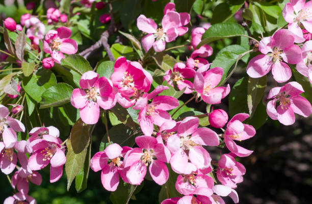 istock blooming cherry tree with pink flowers. background, nature. 960028112
