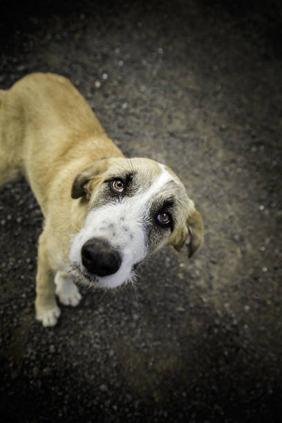 smutne psy mastifa - male vertical photography studio shot zdjęcia i obrazy z banku zdjęć
