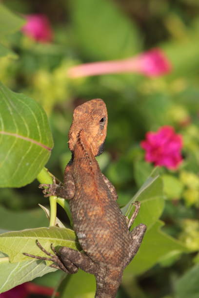 istock Oriental Garden Lizard, Pokhara, Neoal 960028996