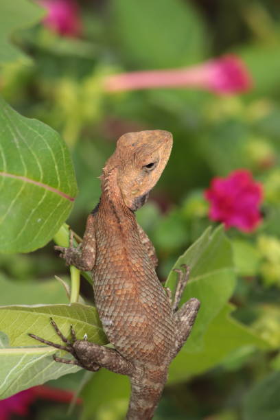 istock Oriental Garden Lizard, Pokhara, Neoal 960028998