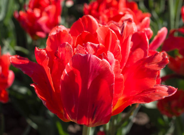 istock tulips in spring garden. nature, background. 960029058