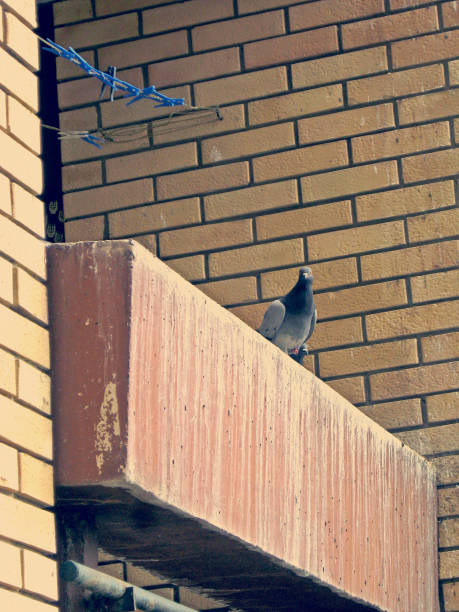istock Pigeon on the terrace garden 960032168