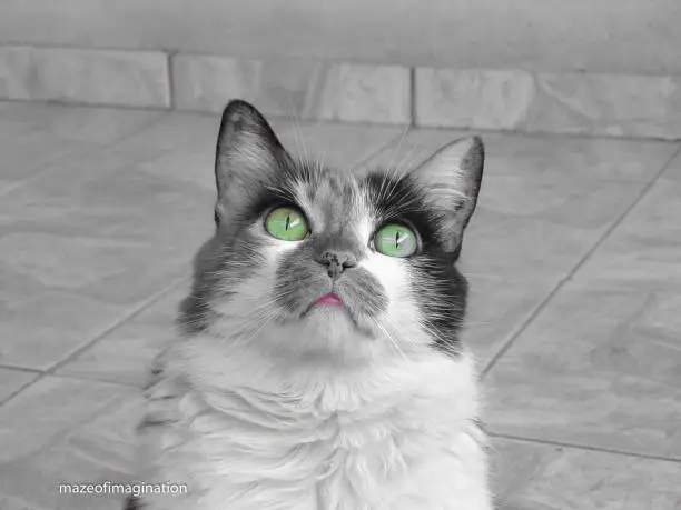 Color effect (Colorsplash) Cat black and white with green eyes and pink mouth.