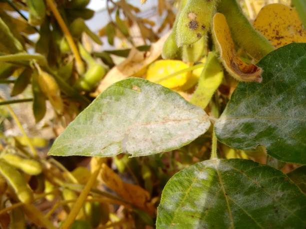 sojaplant 나뭇잎 erysiphe diffusa (가루) - petiole 뉴스 사진 이미지