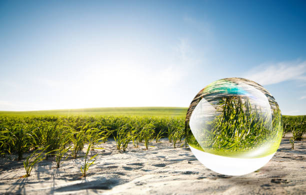 istock Crystal ball reflecting green field in nature 960042900