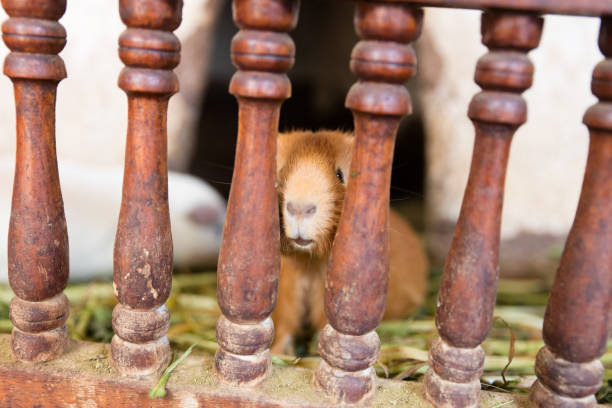 A group of small brown and white animals, including a brown and white one with horns. The animals are all gathered together in a cage
