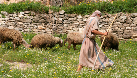Albania, 1955. Albanian shepherd with his flock in a meadow in the mountains.