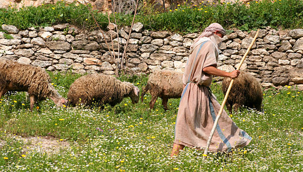 Shepherd walking with herd of sheep along stone wall Shepherd in traditional garb leads his sheep through the pastures of Israel shepherd stock pictures, royalty-free photos & images