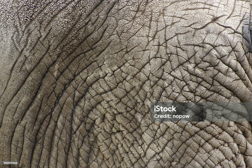 Elephant Skin  Animal Stock Photo