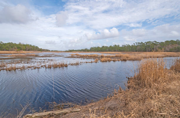 istock Coastal Wetland on a sunny day 960045696